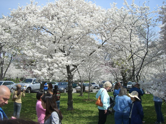 Kirschbäume vorm Monument