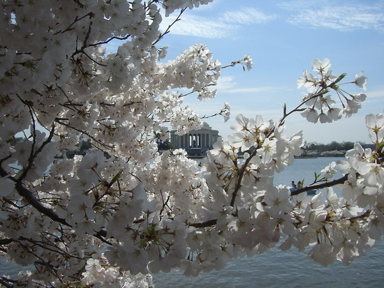 Kirschbaum am Potomac, im Hintergrund das Jefferson Memorial
