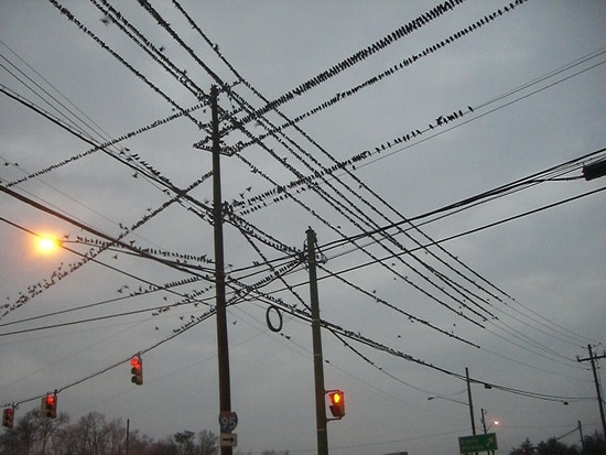 Vögel auf der Leitung